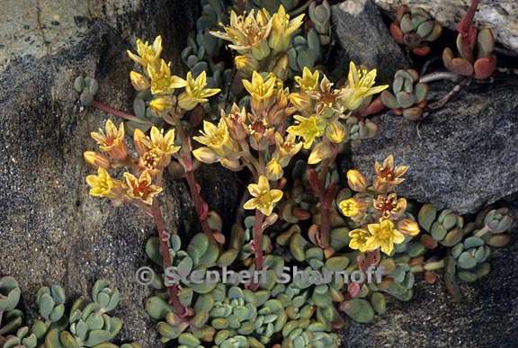 sedum obtusatum ssp obtusatum 3 graphic